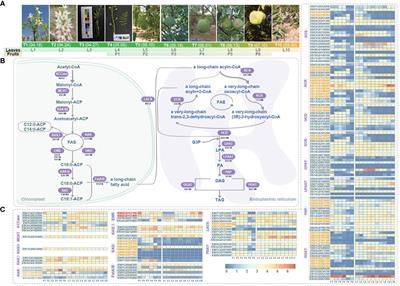 Differential gene expression and potential regulatory network of fatty acid biosynthesis during fruit and leaf development in yellowhorn (Xanthoceras sorbifolium), an oil-producing tree with significant deployment values